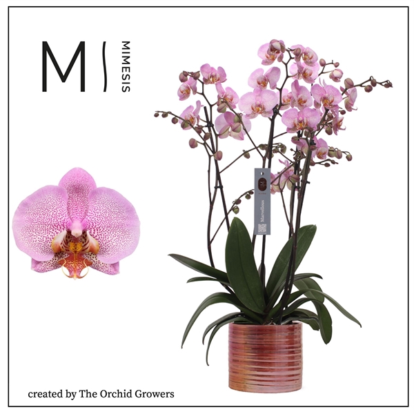 <h4>Mimesis Phal. Marvellous Pink Special - 50+ flowers 17cm in Didi Pink ceramic</h4>