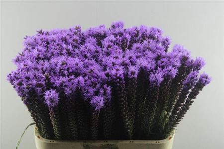 <h4>Liatris Callilepis</h4>