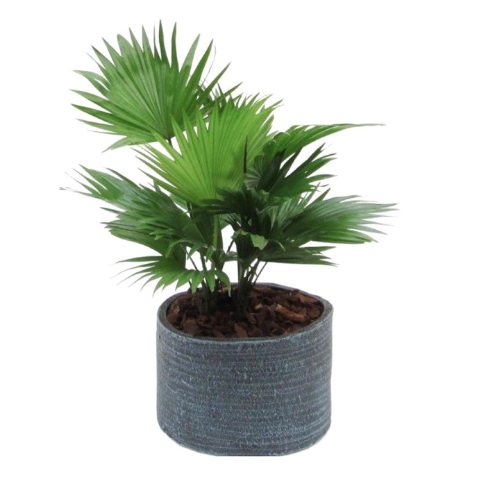 <h4>Livistona rotundifolia in Ruby pot</h4>