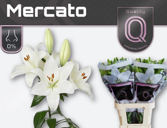 <h4>LI LA MERCATO</h4>