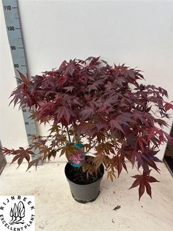 <h4>Acer palmatum 'Atropurpureum'</h4>
