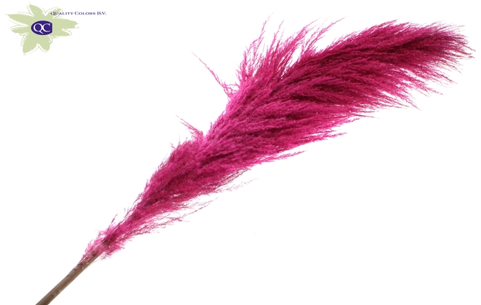 Pampas Grass ± 175cm p/pc in poly Cerise