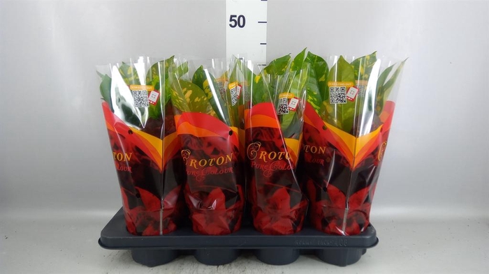 <h4>Codiaeum var. GR 'Magnificent'</h4>