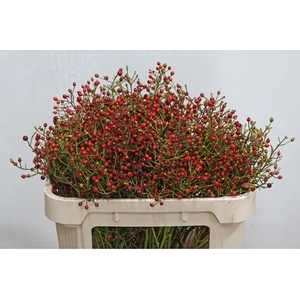 ROSA F AUTUMN FLUSH