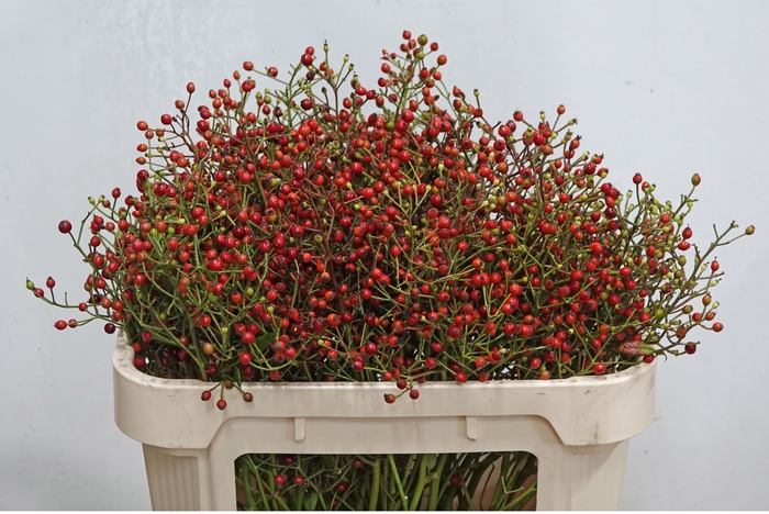 <h4>ROSA F AUTUMN FLUSH</h4>