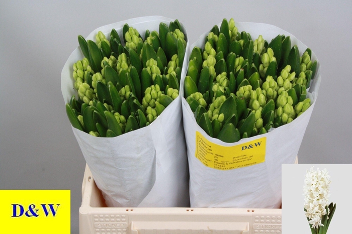 <h4>HYAC AIOLOS</h4>