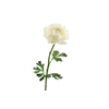 Ranunculus Cream