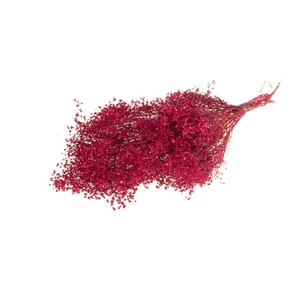 Broom bloom bunch SB cerise