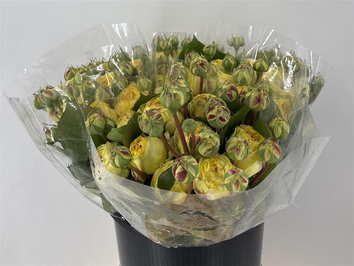 <h4>R Gr Catalina</h4>