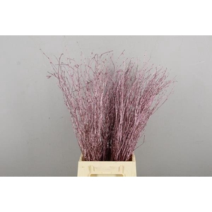 Betula Bs Antique Pink Fst