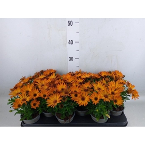 Osteospermum  'Senorita Lucia'