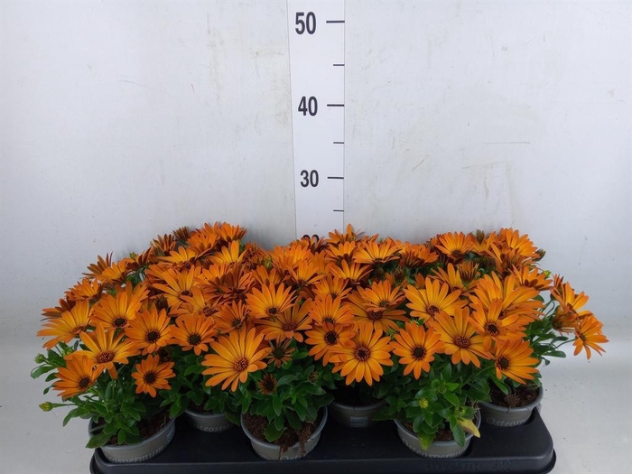 <h4>Osteospermum  'Senorita Lucia'</h4>
