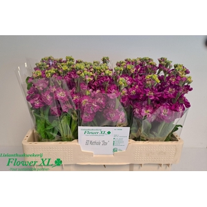 MATTH STOX DEEP ROSE