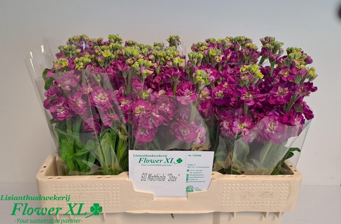 <h4>MATTH STOX DEEP ROSE</h4>