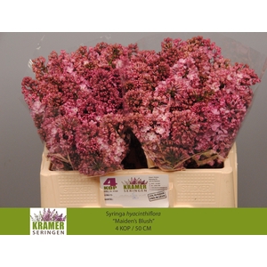 SYR HY MAIDENS BLUSH