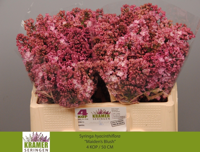 <h4>SYR HY MAIDENS BLUSH</h4>