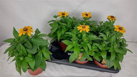 <h4>Rudbeckia Toto Gold</h4>