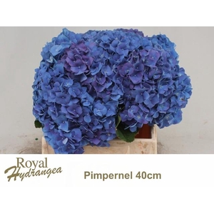 HYDR M CH PIMPERNEL