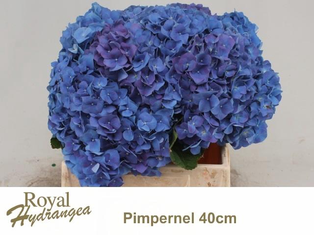 <h4>HYDR M CH PIMPERNEL</h4>