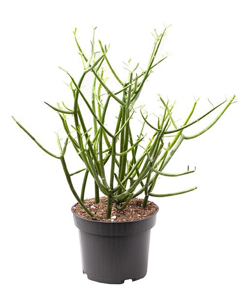 <h4>EUPHORBIA TIRUCALLI P12</h4>