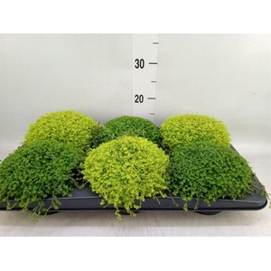 Soleirolia soleirolii   ...mix 2