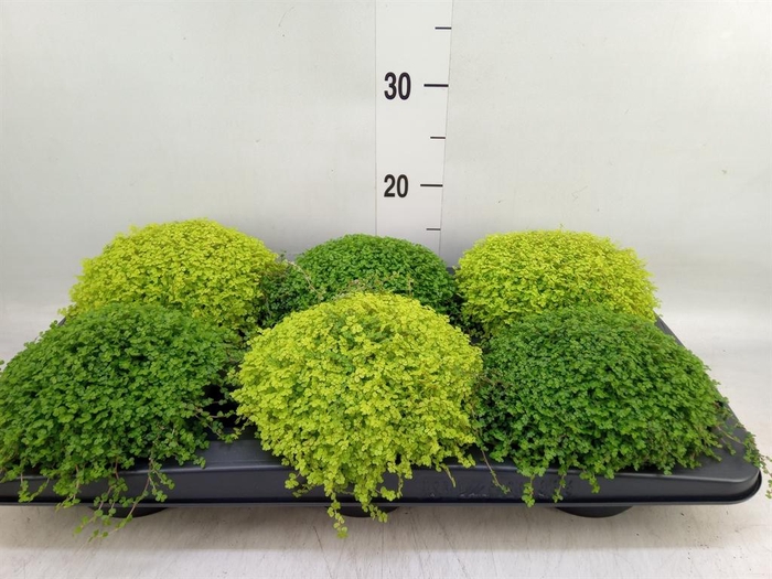 <h4>Soleirolia soleirolii   ...mix 2</h4>