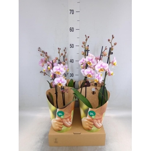 Phalaenopsis  'Corolla Beach'