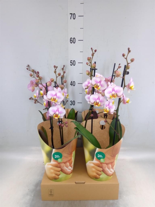 <h4>Phalaenopsis  'Corolla Beach'</h4>