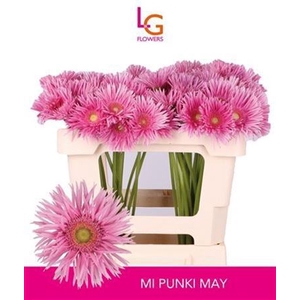 Ge Mi Spi Punki May
