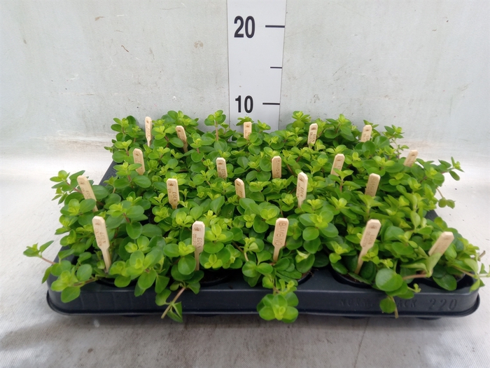 <h4>Peperomia rotundifolia</h4>