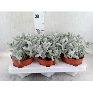 Cotyledon  'Coral'