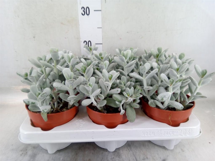 <h4>Cotyledon  'Coral'</h4>