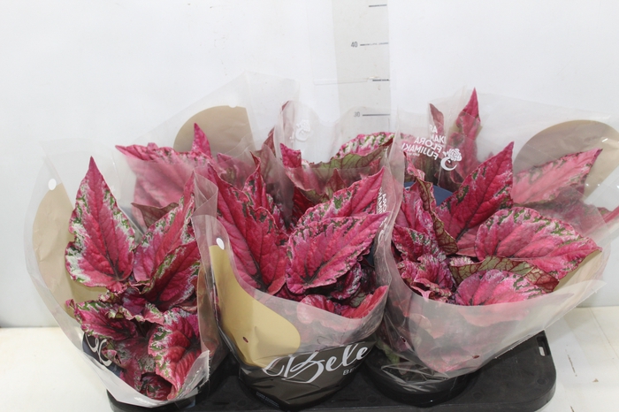 <h4>BEGONIA BELEAFS MAUI SUNSET P15</h4>
