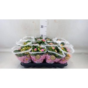 Kalanchoe blos.   ..mix