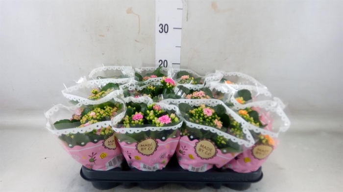 <h4>Kalanchoe blos. ..mix</h4>
