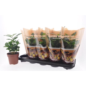 Coffea Arabica in pot 12Ø 30cm