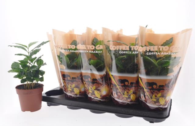 Coffea Arabica in pot 12Ø 30cm