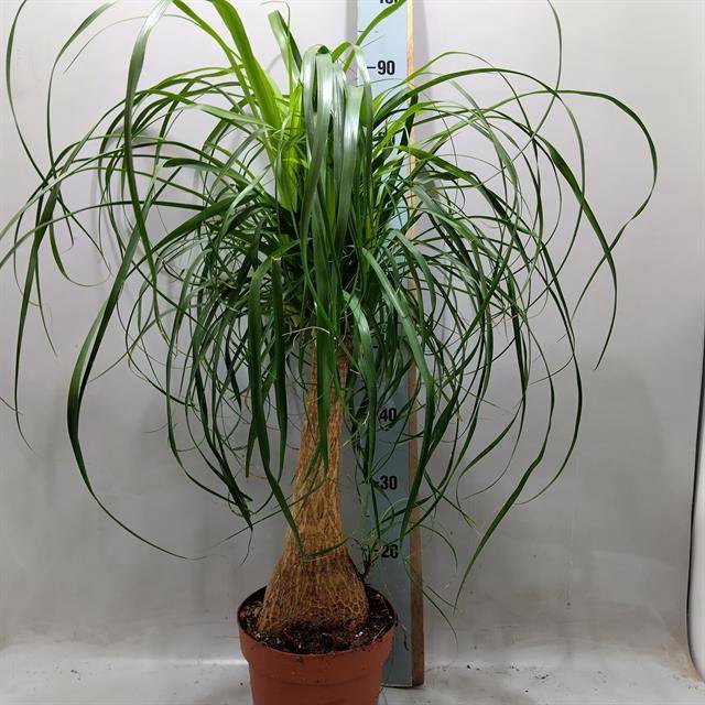 <h4>BEAUCARNEA RECUR</h4>