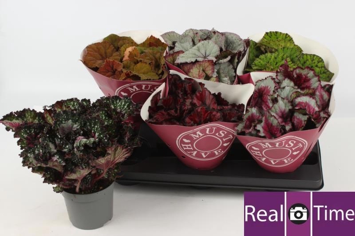 <h4>BEG BEL GEM</h4>