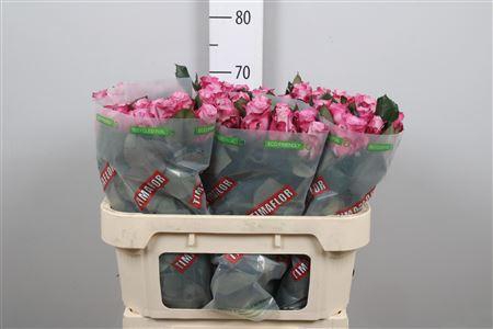 <h4>R Gr Maritim</h4>