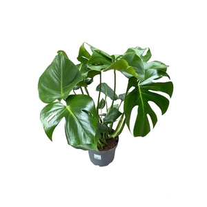 MONSTERA DELICIOSA