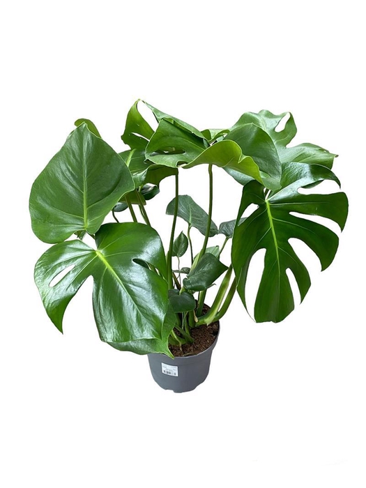 <h4>MONSTERA DELICIOSA</h4>