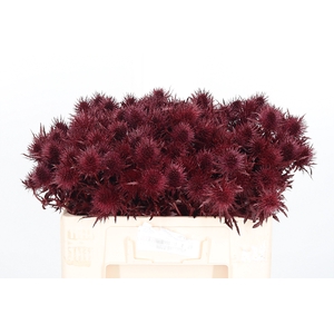 Eryn Supernova Kl Bh Bordeaux