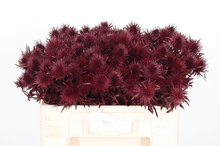 <h4>Eryn Supernova Kl Bh Bordeaux</h4>