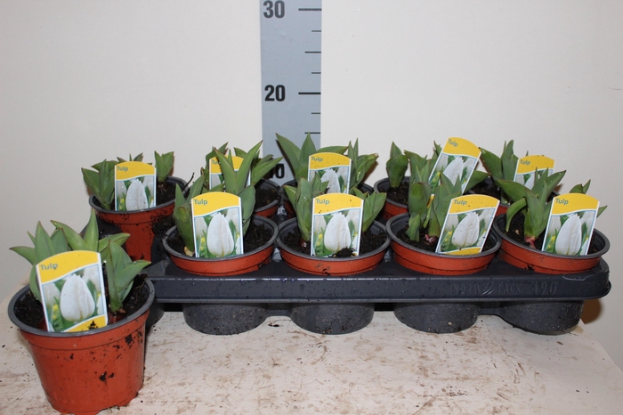 <h4>TUL CALGARY</h4>