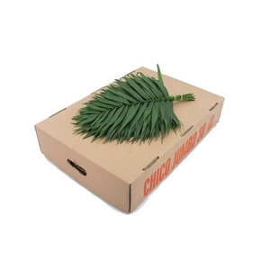 /CHICO JUMBO 45CM x5