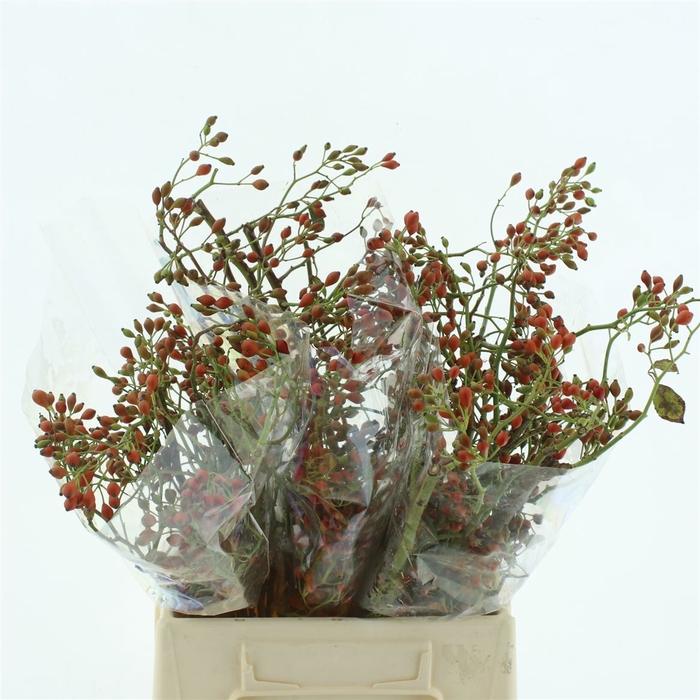 <h4>Rosa Corallo</h4>