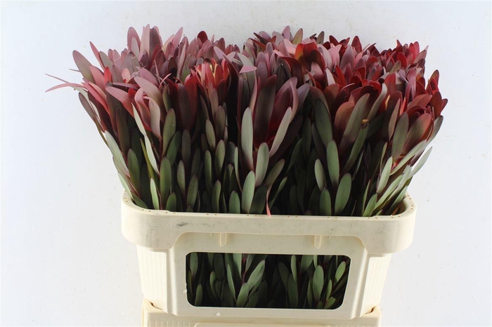 <h4>LEUCAD SAF SUNSET</h4>