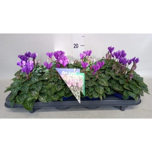 Cyclamen KL 'Dragon'