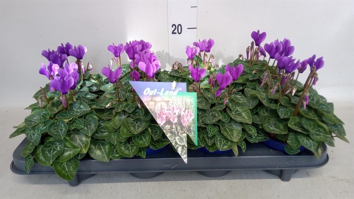 <h4>Cyclamen KL 'Dragon'</h4>
